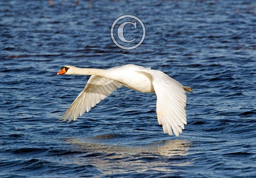 Mute Swan in Flight DM09952